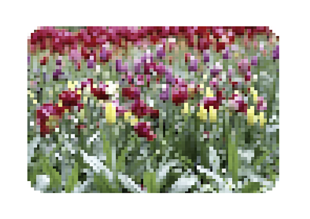 How HTML5/SVG Implements Picture Switching and Mosaic Transition Animation